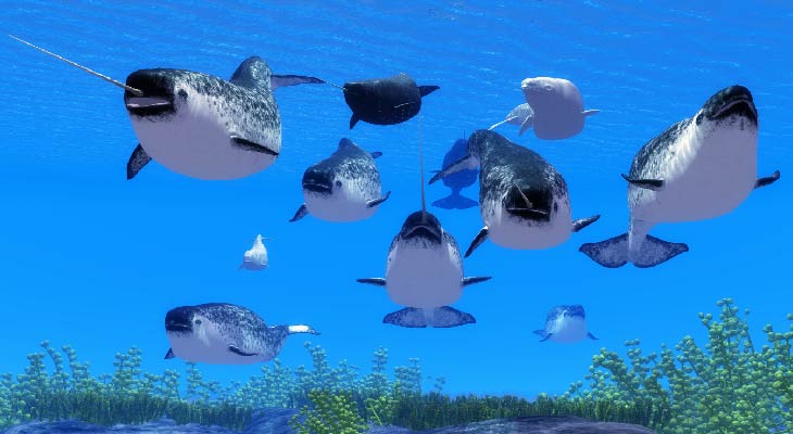 group of narwhals swimming