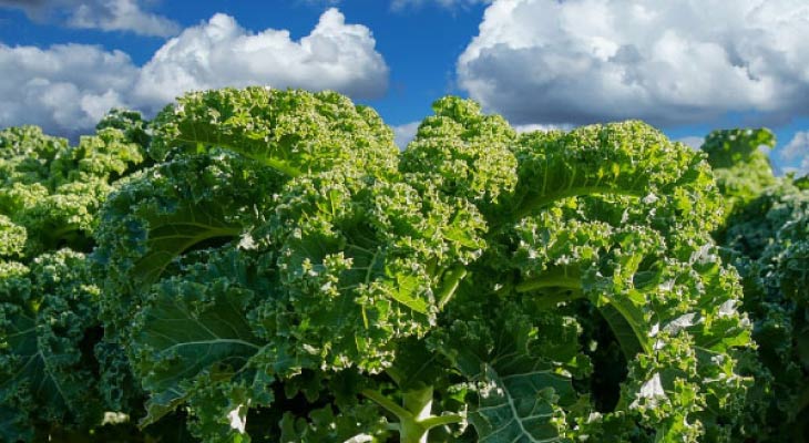 kale growing under a blue sky with fluffy white clouds